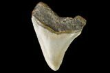 3.27" Fossil Megalodon Tooth - North Carolina - #129977-2